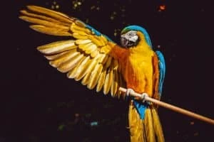 Bololex Adds Another Feather to Cap as Staking Features Take Spotlight