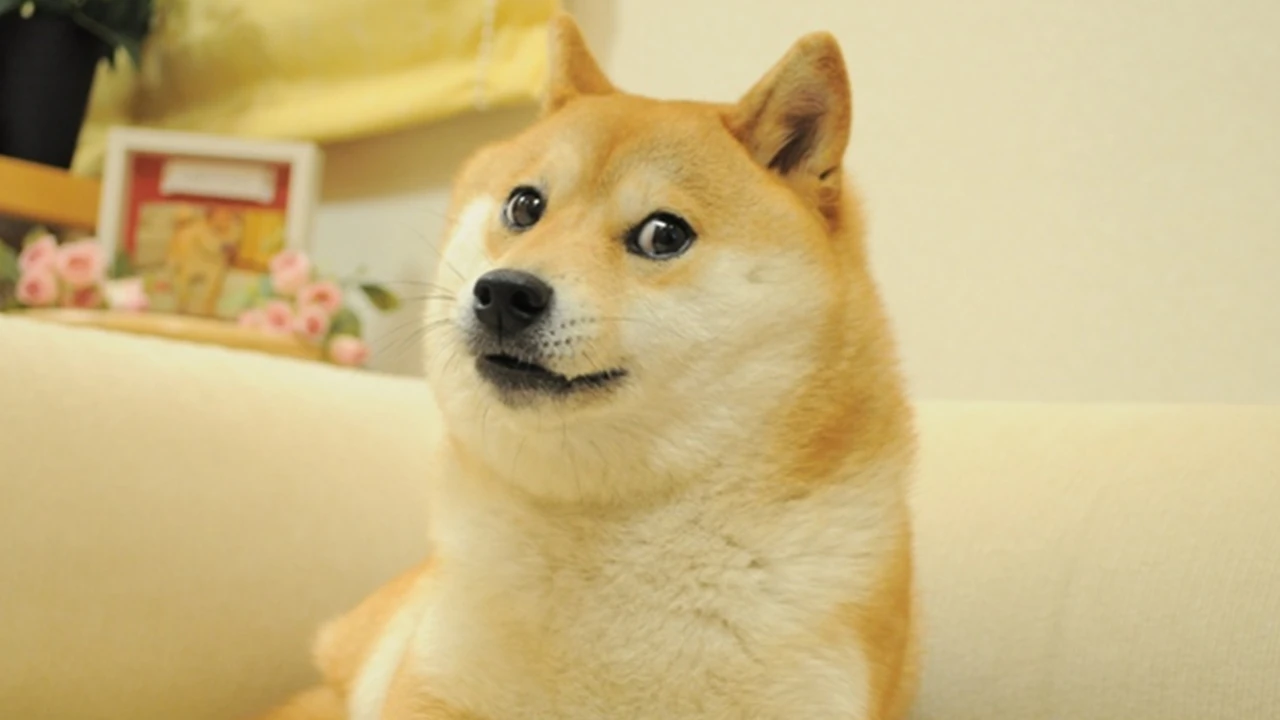 Fractionalizing the Doge NFT,  Cryptopunk 543 Gets Chopped and Sold for $1 per Share