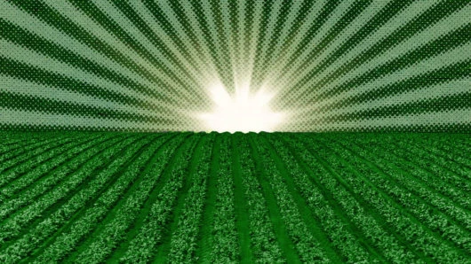 Brokoli: Green Vision With Flawless Crypto Execution
