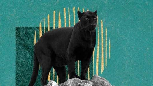 Panther Protocol and Firo Partner Up for Privacy Research