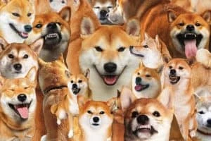 Shiba Inu goes big on BIGG Digital