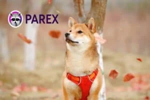 Shiba Inu gaits into Parex Exchange in a few hours
