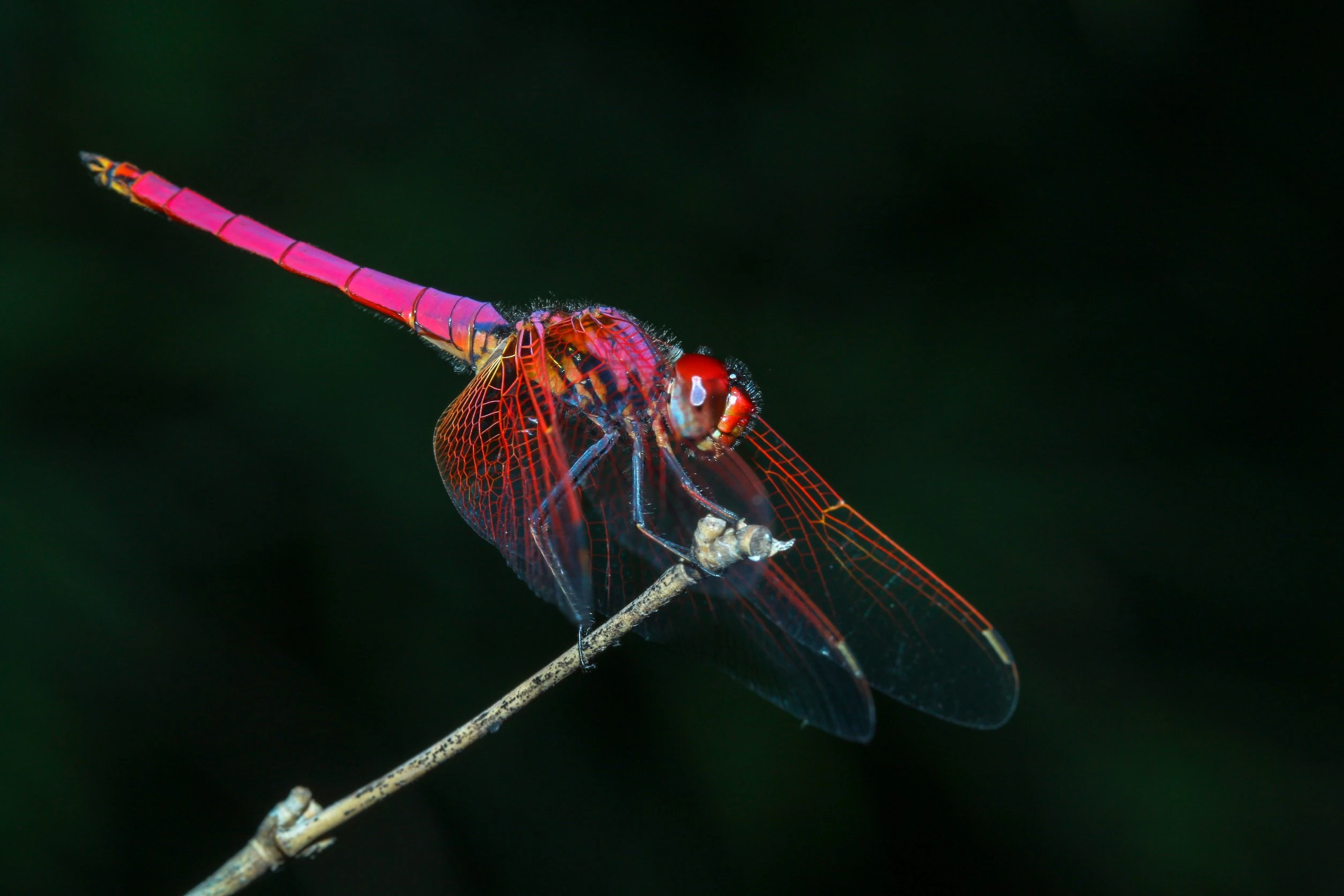 Dragonfly acquires a16z-backed crypto hedge fund MetaStable
