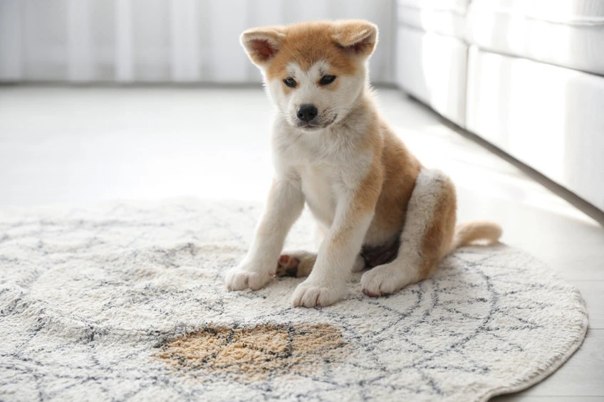 Floki Inu partnered with ApeSwap, can this boost its value?
