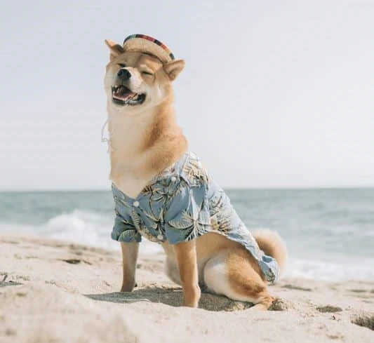 Dogecoin May Set For A Breakout, Says Santiment