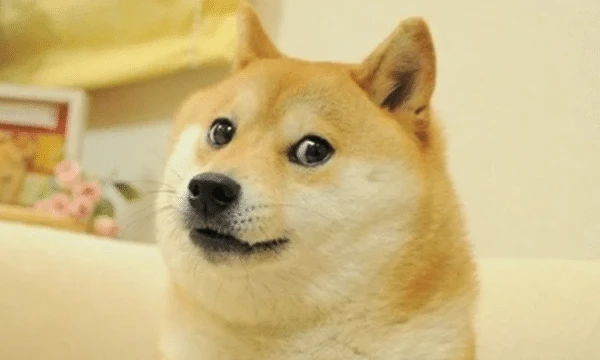 Health Of Dog Who Inspired Dogecoin Is Improving With Community Support