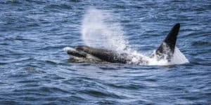 Bitcoin Whale Moves 15,000 BTC After Four Years