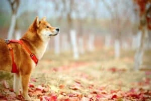 Shiba Inu Fiat Transactions Now Gain Support From S.Korea’s Largest Exchange