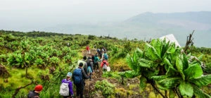 Bitcoin Mining Powers Up Virunga National Park’s Conservation Efforts: Report