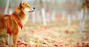 Shiba Inu: ETH Whales Continues To Hoard Despite Price Dip
