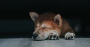 Shiba Inu Burn Rate Slowed Down Due To This