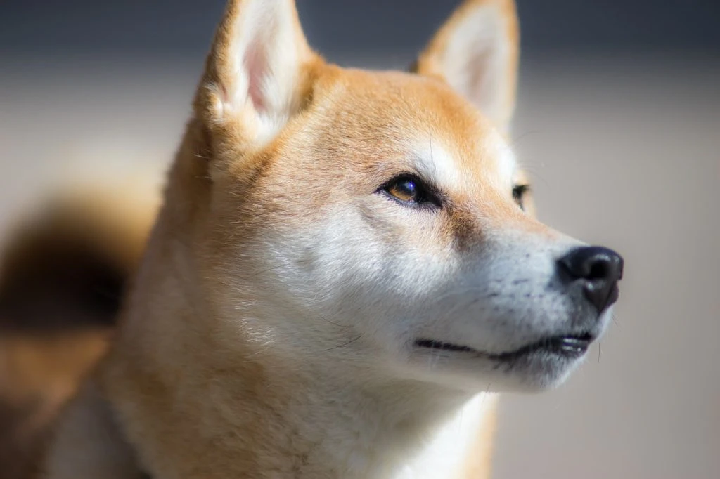 Bithumb Announces New Trading Pair For SHIB