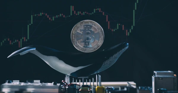 Bitcoin Hodlers Experience Profits on Majority of Trading Days