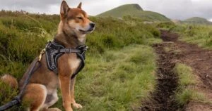 Shiba Inu Metaverse Team Offers A Sneak Peek Of Its New Hub