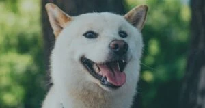 Shiba Inu: Puppynet Smashes New Records