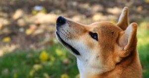 Shiba Inu Team Sparks Interest With Another Eye-Catching Collaboration