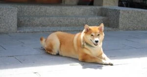Shiba Inu’s Shytoshi Kusama Unfolds Intriguing Teaser On Shiboshi