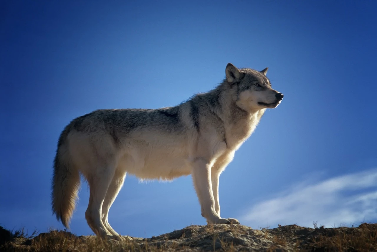 Landwolf Price Rocketed After Completing Fibonacci Retracement. Will $0.01 Resistance Be Retested Today?
