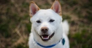 Shiba Inu Native NFT Project Might Steal The Spotlight Away From Shibarium