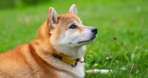 Shiba Inu Teaser: What’s Cooking? Peep Inside This Shibarium Video