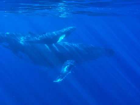 XRP Whales Are On The Move, What Are They Up To?