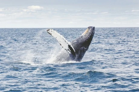 Bitcoin Rebounds After Nearing Cost Basis Of Short-Term Whales