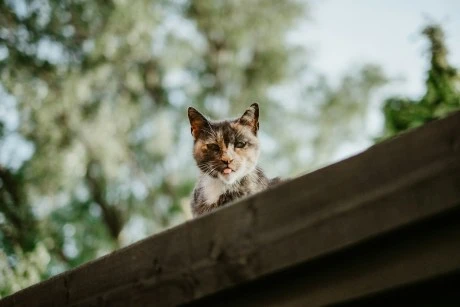 Cat-Themed Memecoin Surges 14.9% After Major Exchange Listing And Whale Frenzy