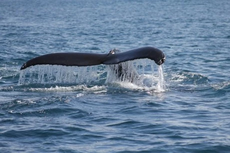 XRP Whales Are Active: Heres Where They Are Sending Coins
