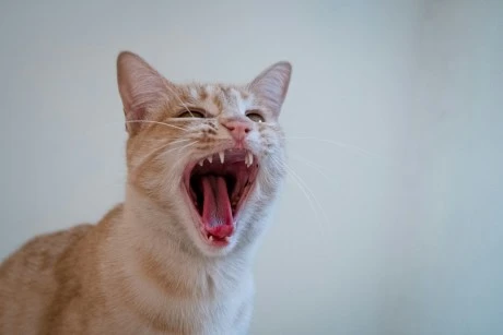 The Dog Days Are Over: Cat Memecoins Soar 16.1% After Roaring Kittys Return