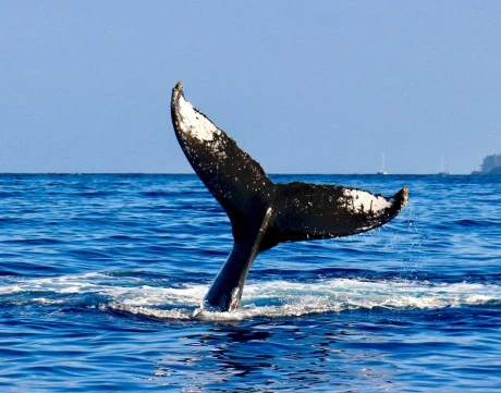 Newbie Bitcoin Whales Buying 200,000 BTC Per Week, Data Shows