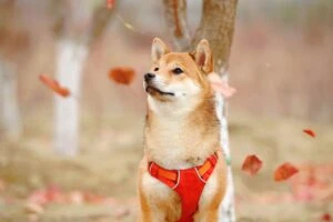 Shiba Inu Leader Hints at Exciting ETF Future for SHIB