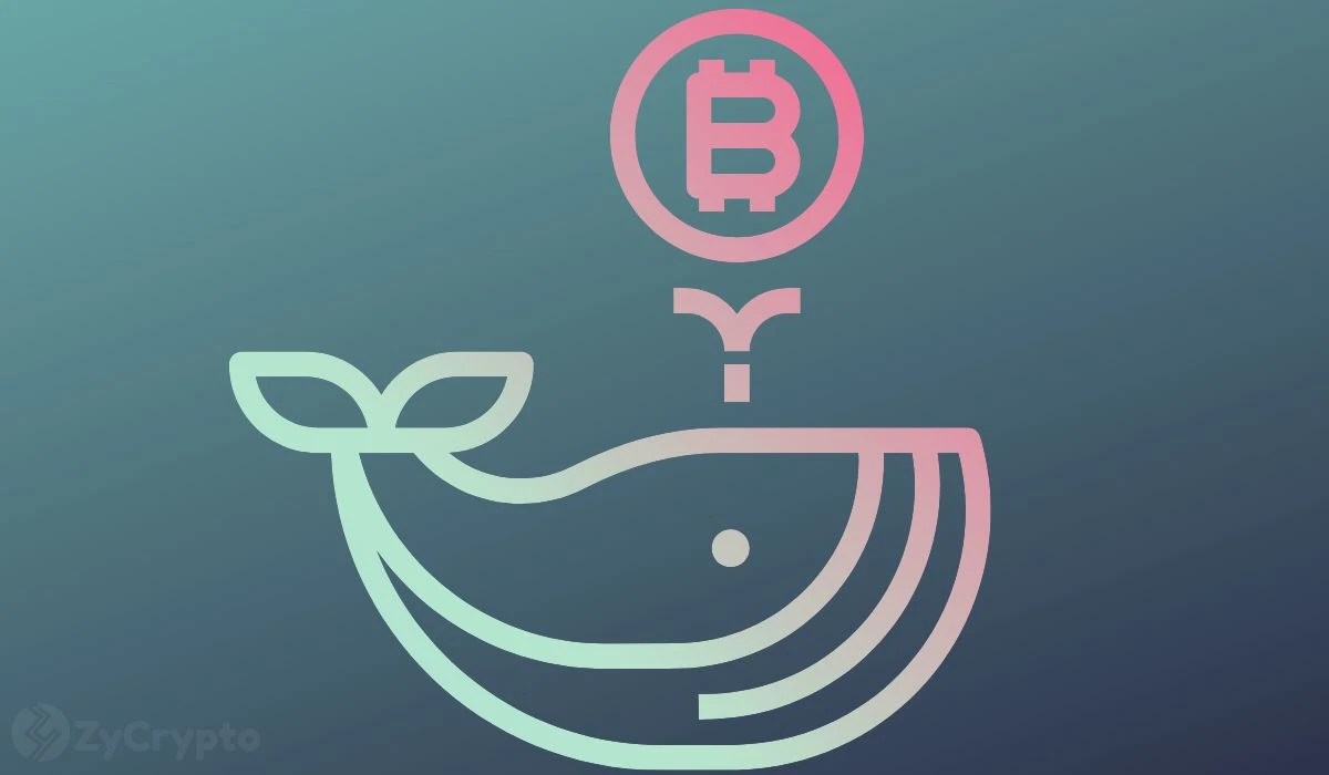 Whales Scoop Up 20,000 BTC In 24-Hour Buying Spree Amid Bitcoin Price Drop