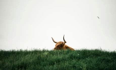 Bitcoin In Euphoria Wave  How Long Until The Bull Run Ends?