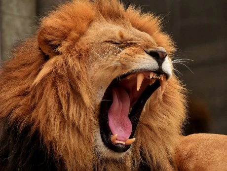 Is This The Next Meme Stock Frenzy? ROAR Explodes Over 300% After Kittys GME Move