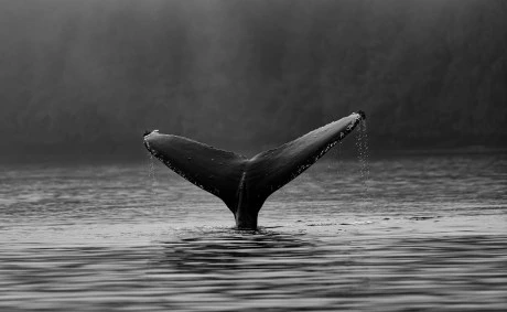 GMX Soars 20% Amid Crypto Whale Frenzy, Is It Back In Turbo Mode?