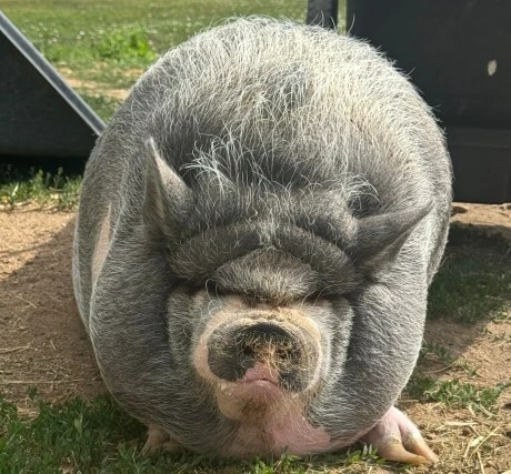 Cardano Founders Pig NIKE Sparks Memecoin Craze, Market Cap Nears $1 Million