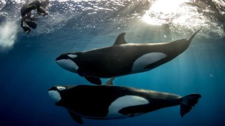 Follow The Whales? Arthur Hayes Buys Pendle, Token Soars 25%