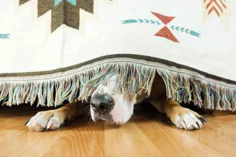 Is Dogwifhat (WIF) Down For The Count? Price Tanks 15% On Whale Exodus