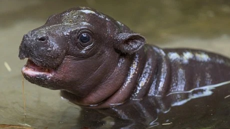 Moo Deng Crypto Climbs 70% On News Of Buterins Baby Hippo Adoption