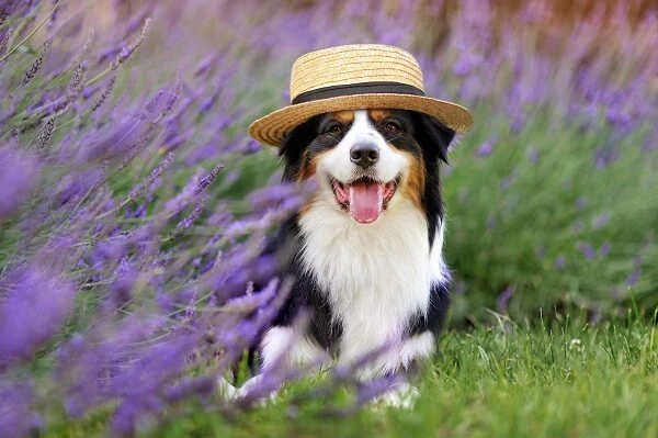 Dogwifhat tumbles and CEX reserves fall: this memecoin could be the next big thing