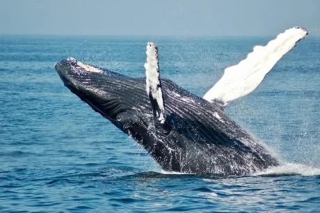 Behind Cardano 15% Correction: Heres How Much ADA Whales Sold