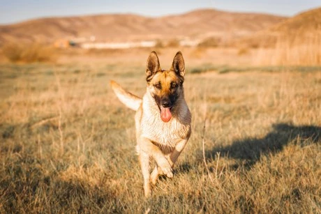 CZ Sparks Memecoin Frenzy With Dog Picture: Four.Meme Starts Token Betting Event