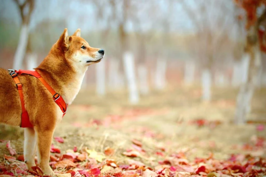 Shiba Inus BONE Mirrors Cardanos 300% Growth Potential